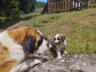 De L'artdeschiots - Chien du Saint-Bernard - Portée née le 27/04/2023