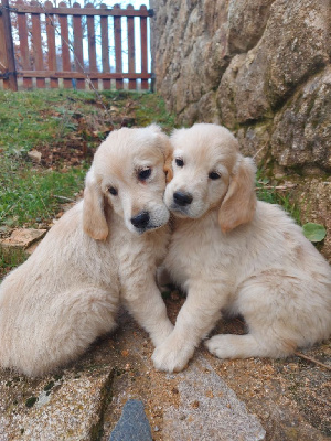 De L'artdeschiots - Golden Retriever - Portée née le 19/11/2022