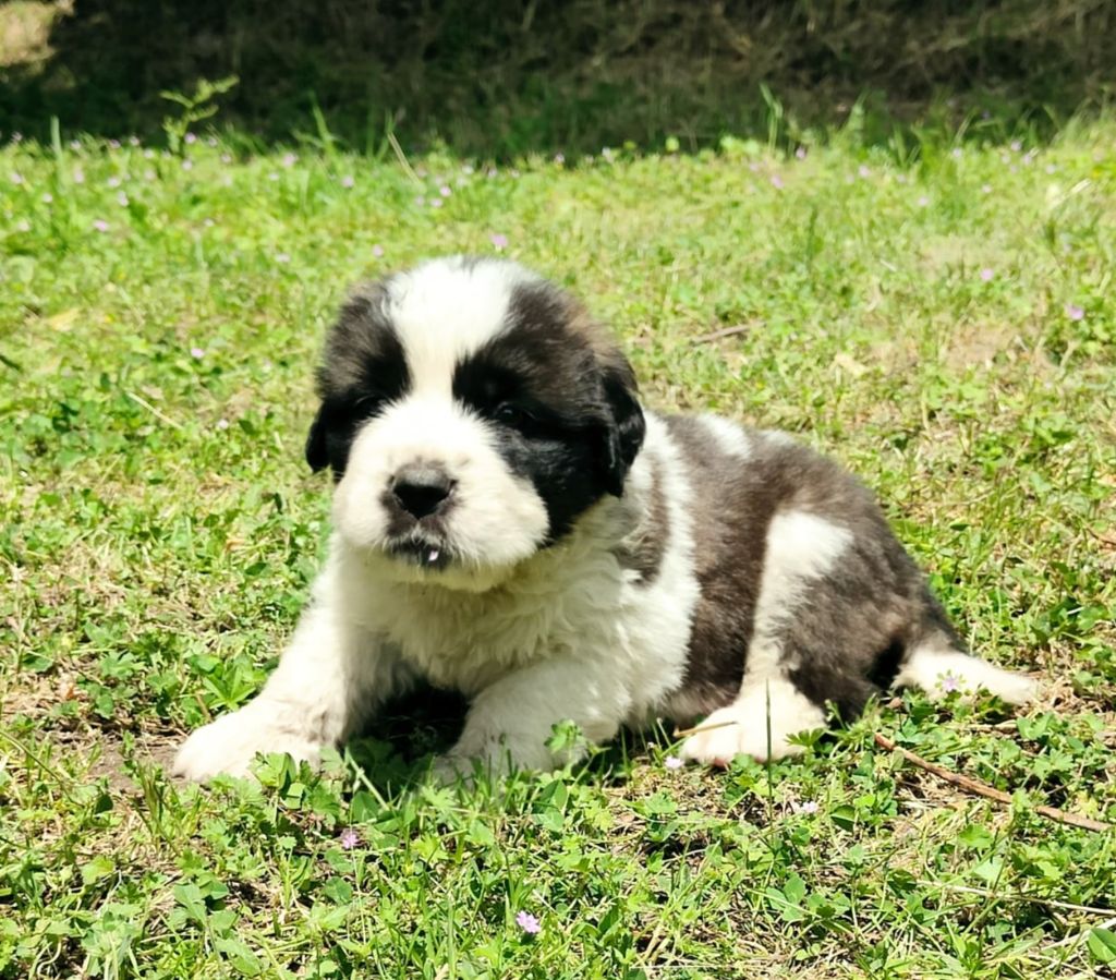 De L'Artdeschiots - Chiots disponibles - Chien du Saint-Bernard