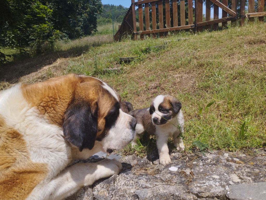 De L'Artdeschiots - Chien du Saint-Bernard - Portée née le 27/04/2023