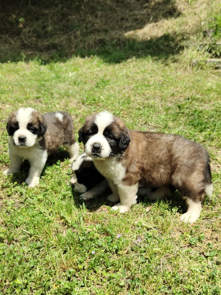 De L'Artdeschiots - Chiots disponibles - Chien du Saint-Bernard