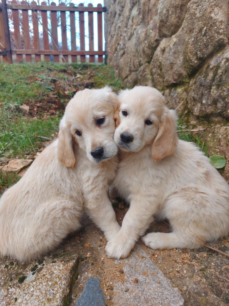 Chiot Golden Retriever De L'Artdeschiots