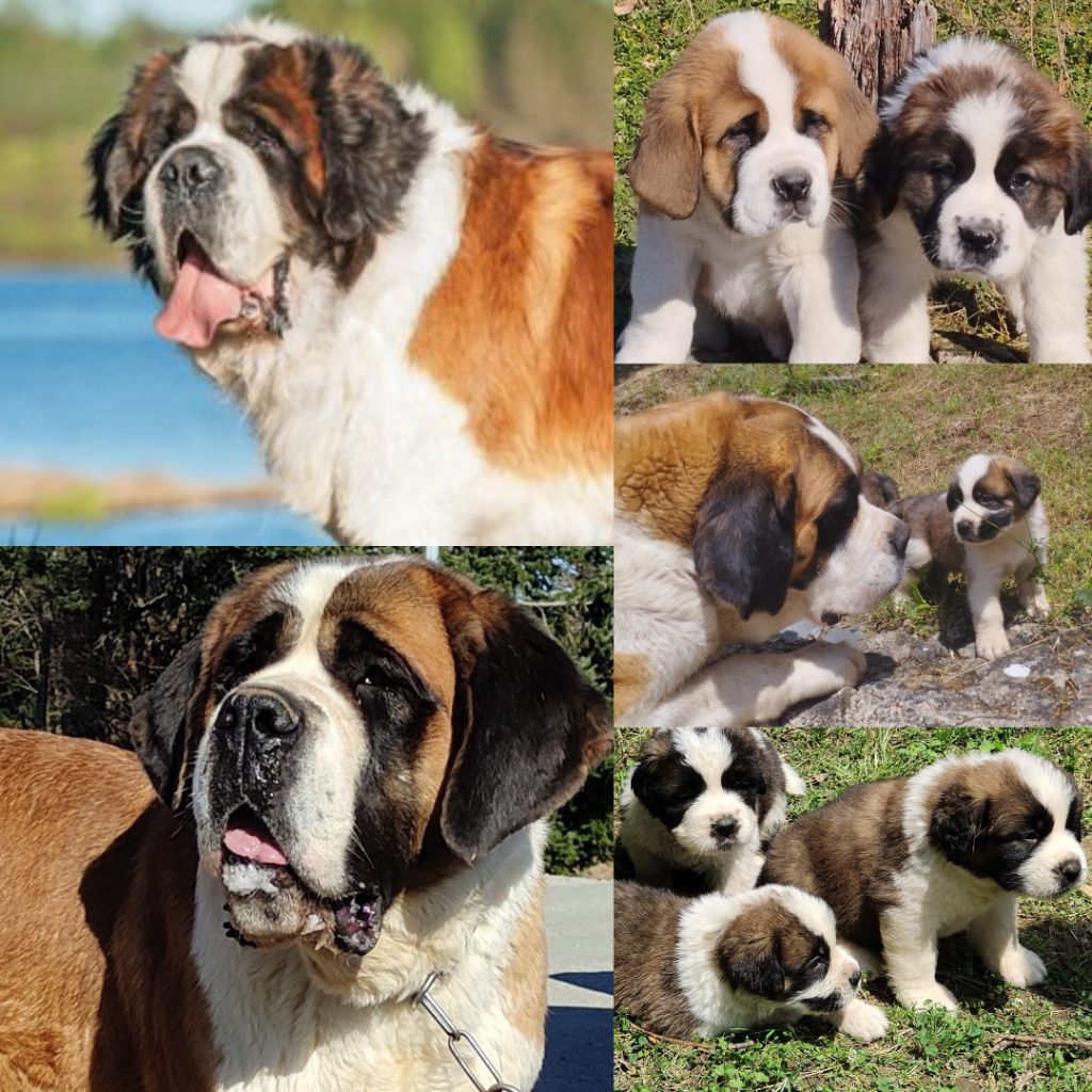 De L'Artdeschiots - Chien du Saint-Bernard - Portée née le 02/01/2024